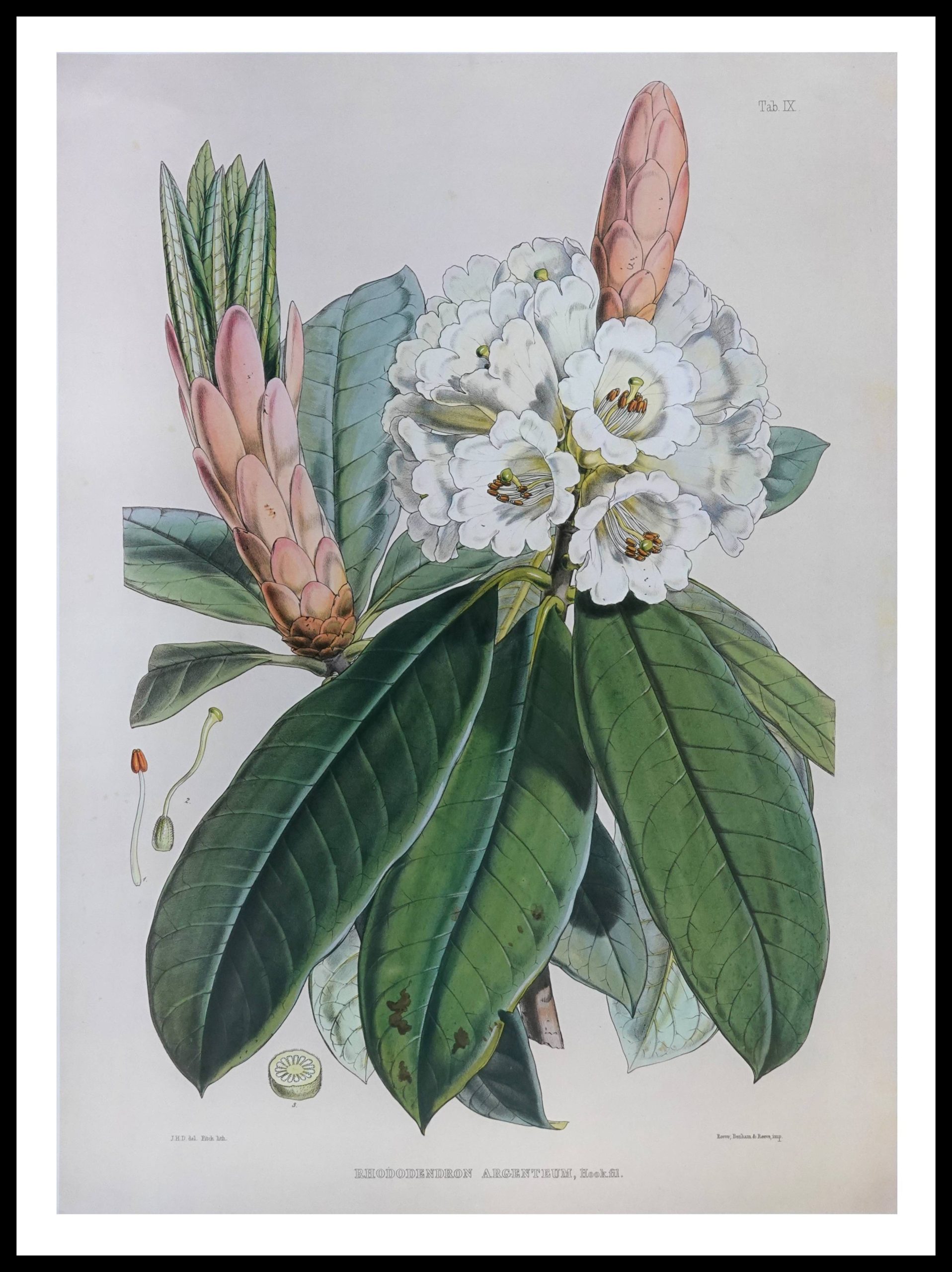 PTR JDH02 Rhododendron Argenteum (Antique Prints)